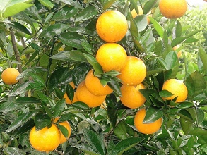 經(jīng)過(guò)太陽(yáng)能殺蟲燈防治后的冰糖橙