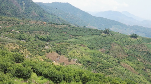 元江縣水果種植基地