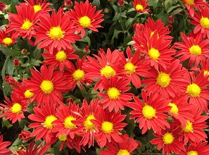 經(jīng)過太陽能殺蟲燈防治后的菊花